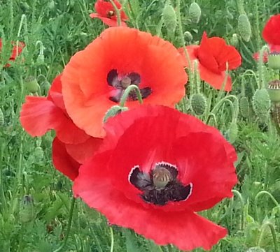 mellowlanepoppies.jpg