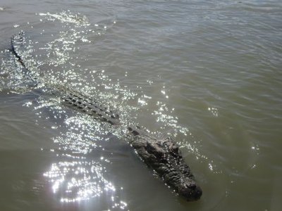 Croc 1.jpg