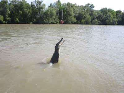 Croc 3.jpg